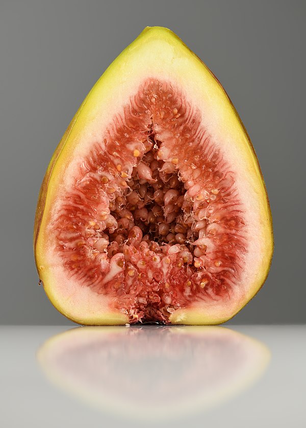 Fig