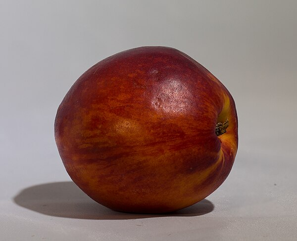 Nectarine